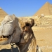 camel_giza_cai_h_0025_egy1082_rv.jpg